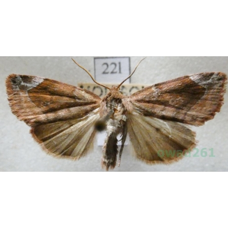 Cosmia diffinis (Linnaeus, 1767) Czech22l